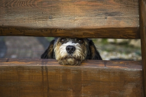 Should UK restaurants allow dogs